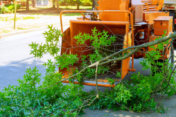 Trusted South Nyack, NY Tree Services Experts