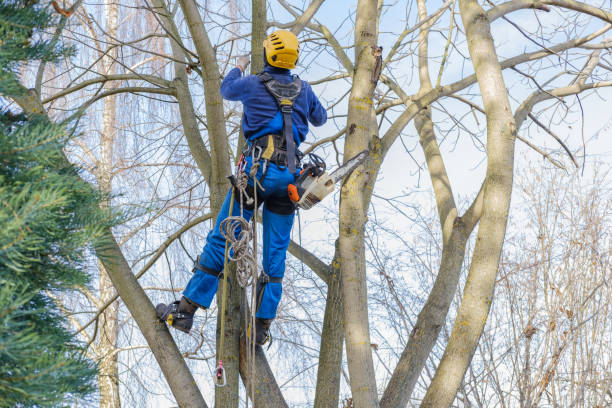 How Our Tree Care Process Works  in  South Nyack, NY